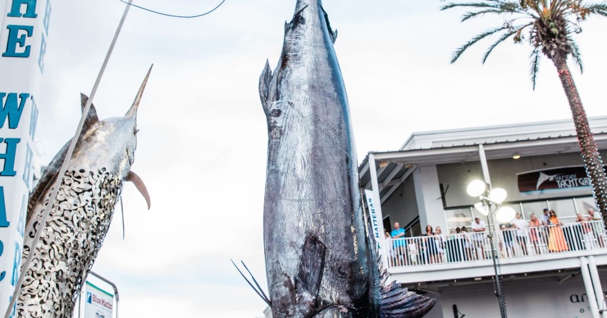 Blue Marlin Grand Championship
